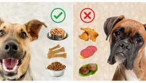 Ako nakŕmiť psa pečeňou, žlčníkom a cestou žlčových ciest